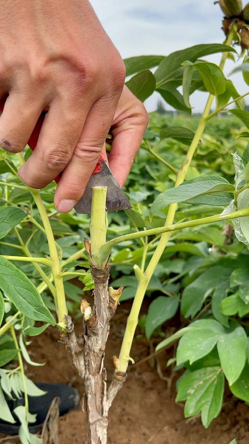 二乔牡丹怎么嫁接？牡丹品种二乔？-第1张图片-优品飞百科