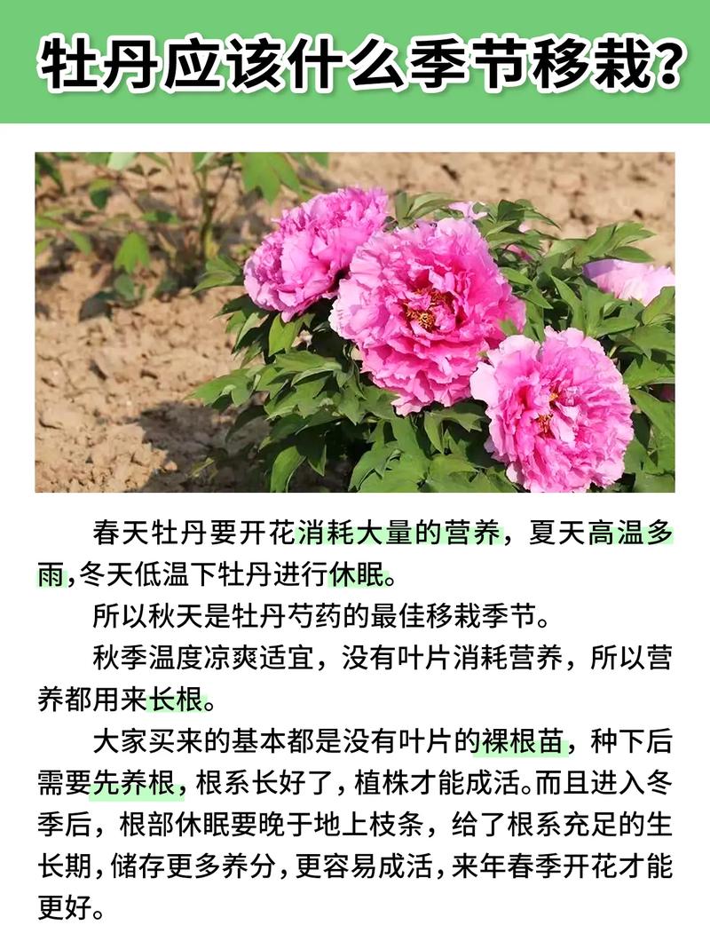 二乔牡丹怎么嫁接？牡丹品种二乔？-第2张图片-优品飞百科