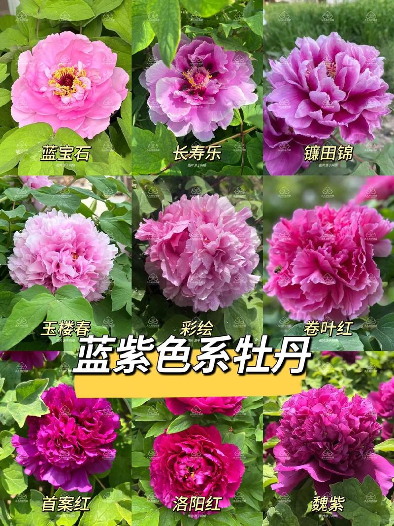 二乔牡丹怎么嫁接？牡丹品种二乔？-第3张图片-优品飞百科