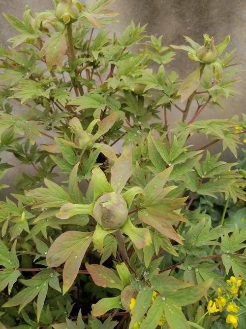 二乔牡丹怎么嫁接？牡丹品种二乔？-第4张图片-优品飞百科