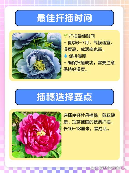 二乔牡丹怎么嫁接？牡丹品种二乔？-第5张图片-优品飞百科