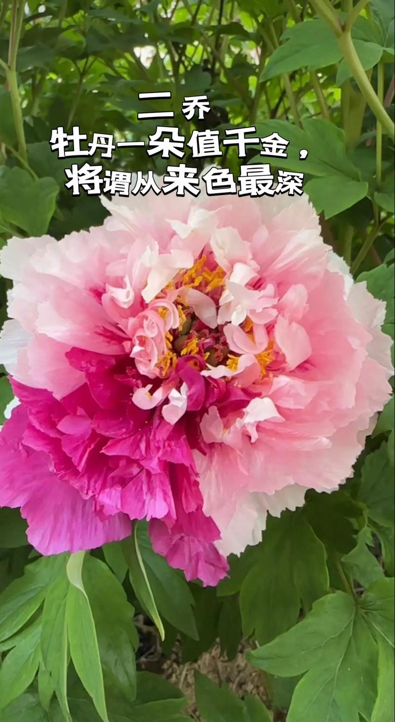 二乔牡丹怎么嫁接？牡丹品种二乔？-第6张图片-优品飞百科