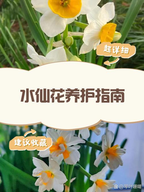 水仙开花前怎么养护？水仙开花前兆？