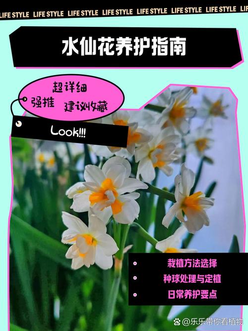 水仙开花前怎么养护？水仙开花前兆？-第3张图片-优品飞百科