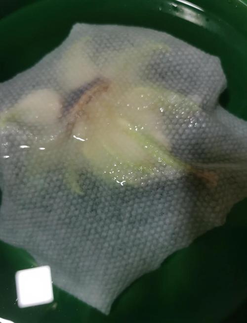 水仙开花前怎么养护？水仙开花前兆？-第5张图片-优品飞百科
