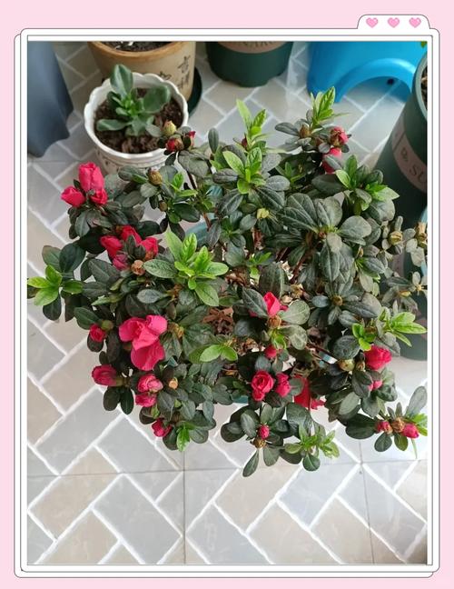 杜鹃花冬天怎么养，杜鹃花冬天怎么养护和管理？