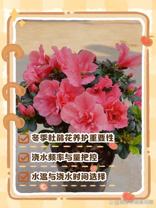 杜鹃花冬天怎么养，杜鹃花冬天怎么养护和管理？-第2张图片-优品飞百科