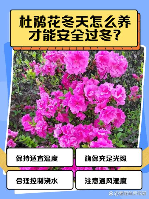 杜鹃花冬天怎么养，杜鹃花冬天怎么养护和管理？-第3张图片-优品飞百科