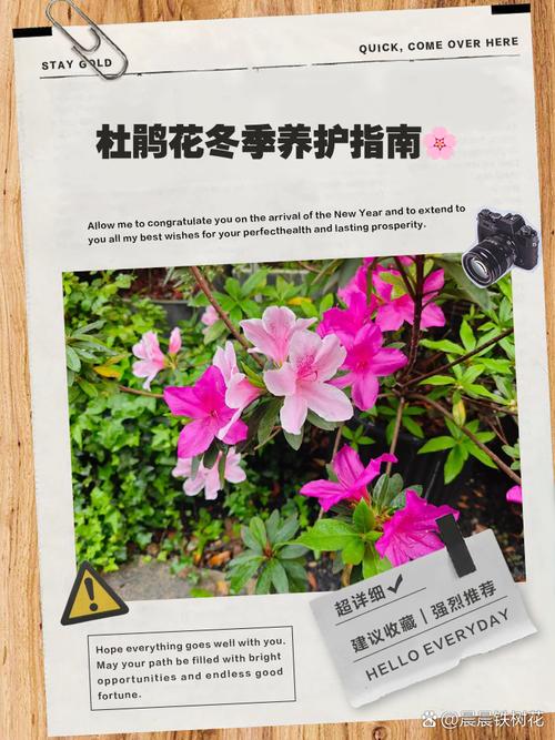 杜鹃花冬天怎么养，杜鹃花冬天怎么养护和管理？-第5张图片-优品飞百科