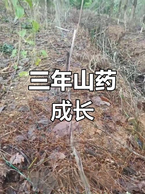 山药喜欢生长在什么样的环境，山药适合生长在什么样的环境