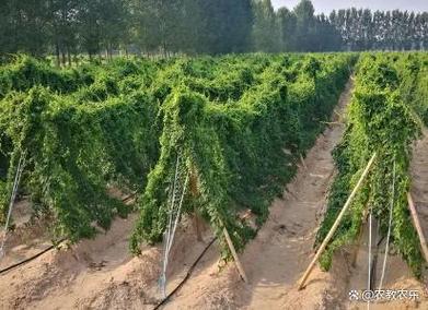 山药喜欢生长在什么样的环境，山药适合生长在什么样的环境-第2张图片-优品飞百科