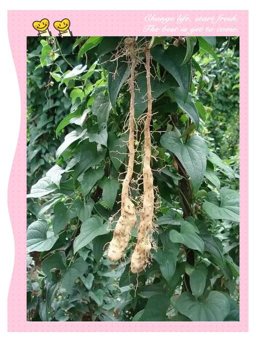 山药喜欢生长在什么样的环境，山药适合生长在什么样的环境-第3张图片-优品飞百科