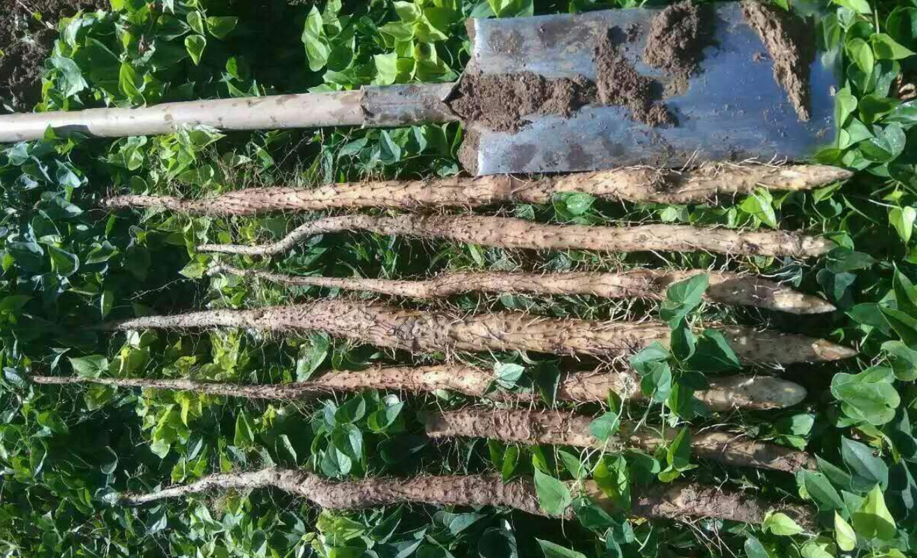 山药喜欢生长在什么样的环境，山药适合生长在什么样的环境-第4张图片-优品飞百科