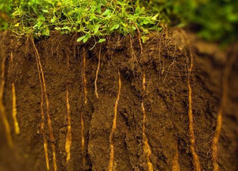 山药喜欢生长在什么样的环境，山药适合生长在什么样的环境-第5张图片-优品飞百科