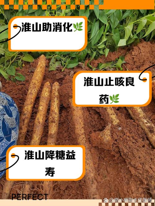 山药喜欢生长在什么样的环境，山药适合生长在什么样的环境-第6张图片-优品飞百科