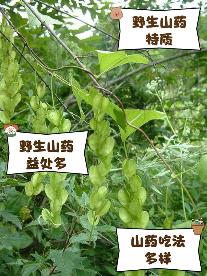 山药喜欢生长在什么样的环境，山药适合生长在什么样的环境-第7张图片-优品飞百科