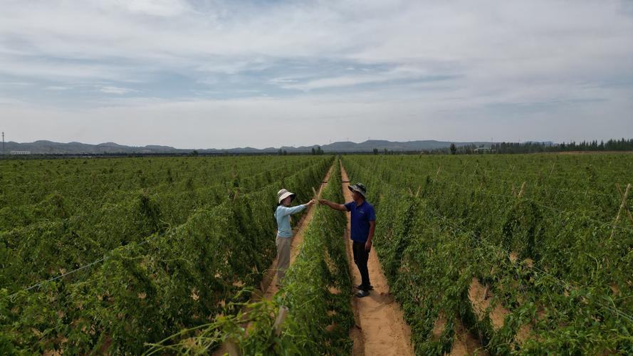 山药喜欢生长在什么样的环境，山药适合生长在什么样的环境-第8张图片-优品飞百科