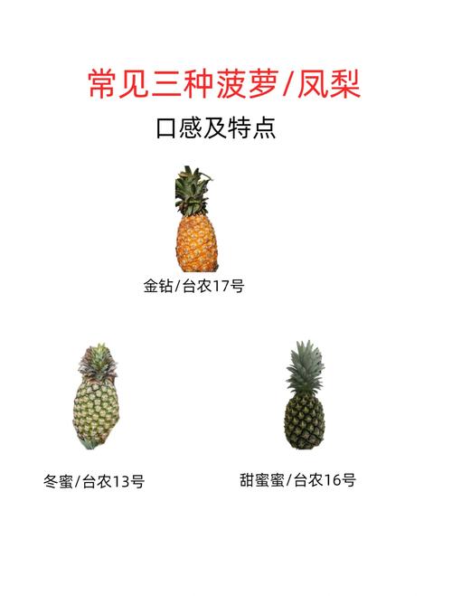菠萝栽培方法，菠萝栽培管理技术
