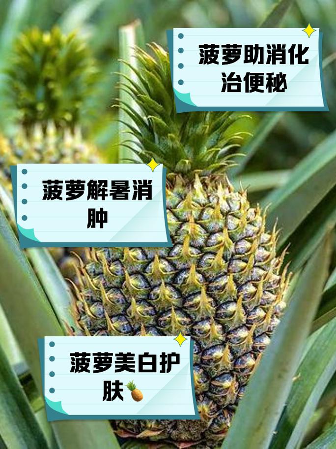 菠萝栽培方法，菠萝栽培管理技术-第2张图片-优品飞百科
