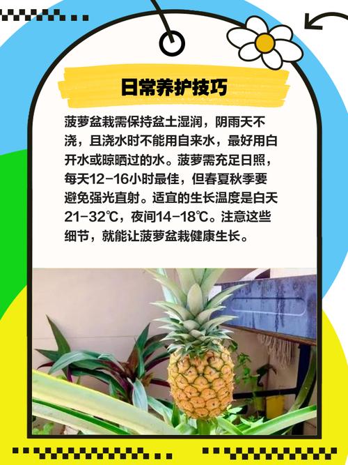 菠萝栽培方法，菠萝栽培管理技术-第3张图片-优品飞百科