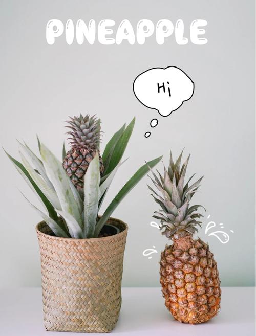 菠萝栽培方法，菠萝栽培管理技术-第4张图片-优品飞百科