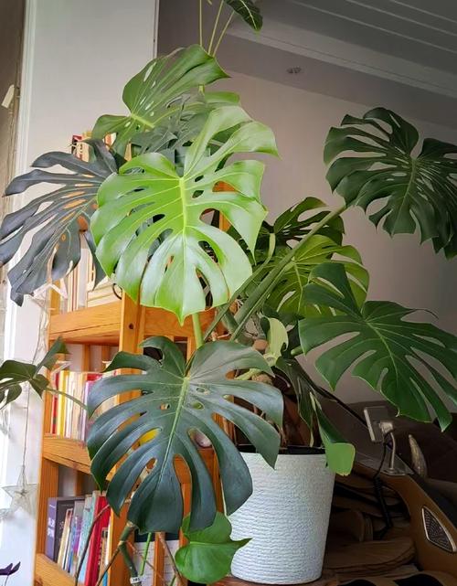 龟背竹怎么养的好，龟背竹怎么养比较好？