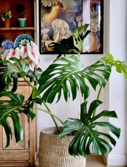 龟背竹怎么养的好，龟背竹怎么养比较好？-第5张图片-优品飞百科