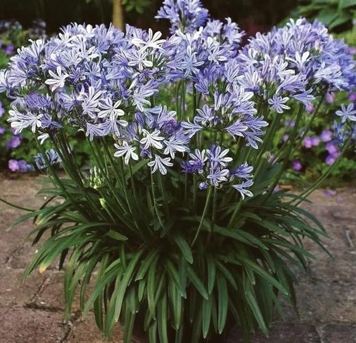 百子莲养殖方法？百子莲的养殖方法？