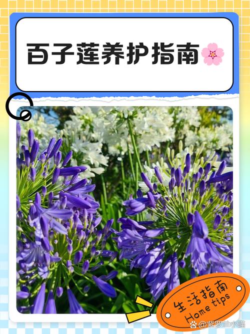 百子莲养殖方法？百子莲的养殖方法？-第2张图片-优品飞百科