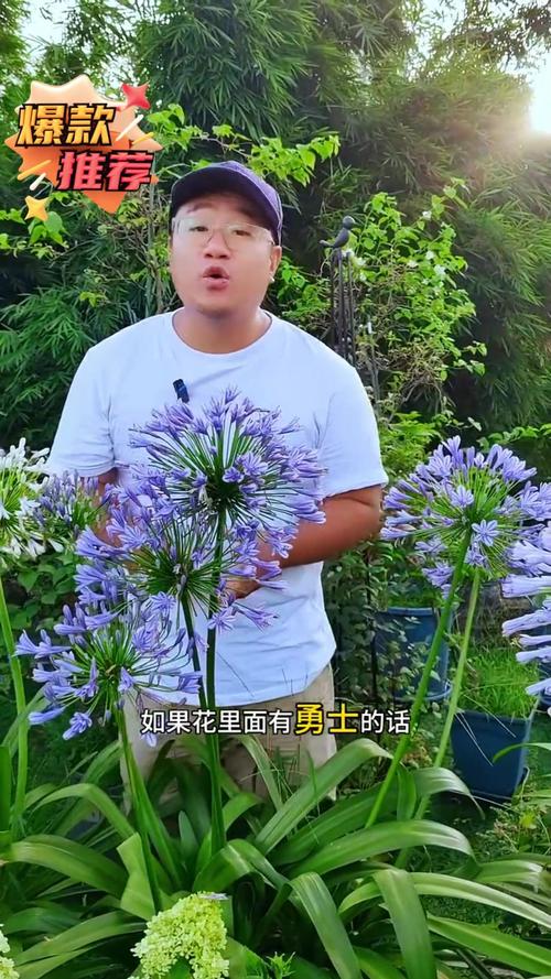 百子莲养殖方法？百子莲的养殖方法？-第3张图片-优品飞百科