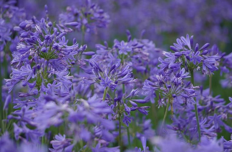 百子莲养殖方法？百子莲的养殖方法？-第4张图片-优品飞百科