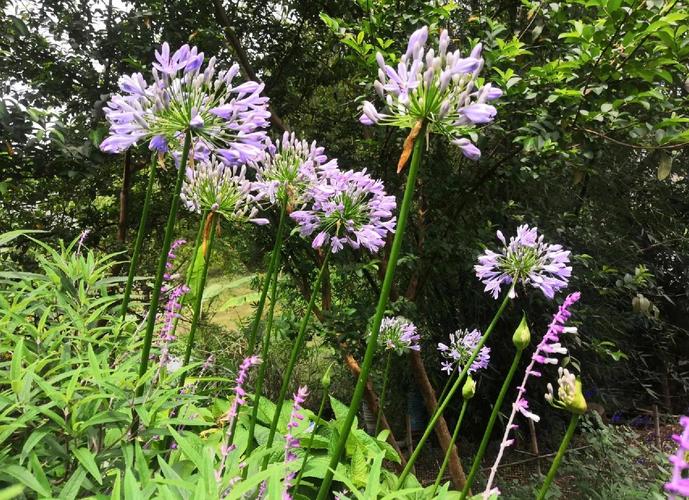 百子莲养殖方法？百子莲的养殖方法？-第5张图片-优品飞百科