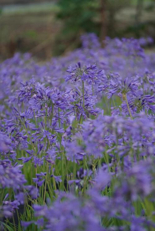 百子莲养殖方法？百子莲的养殖方法？-第6张图片-优品飞百科