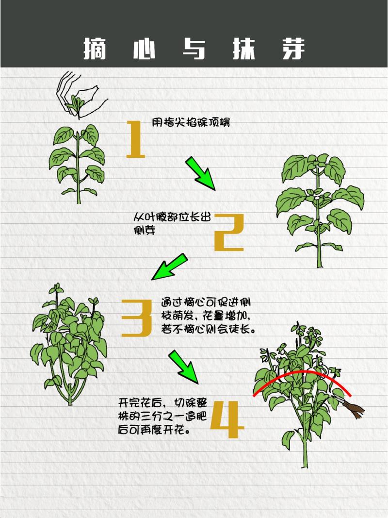 核桃树怎么种？核桃树怎么种会结果？