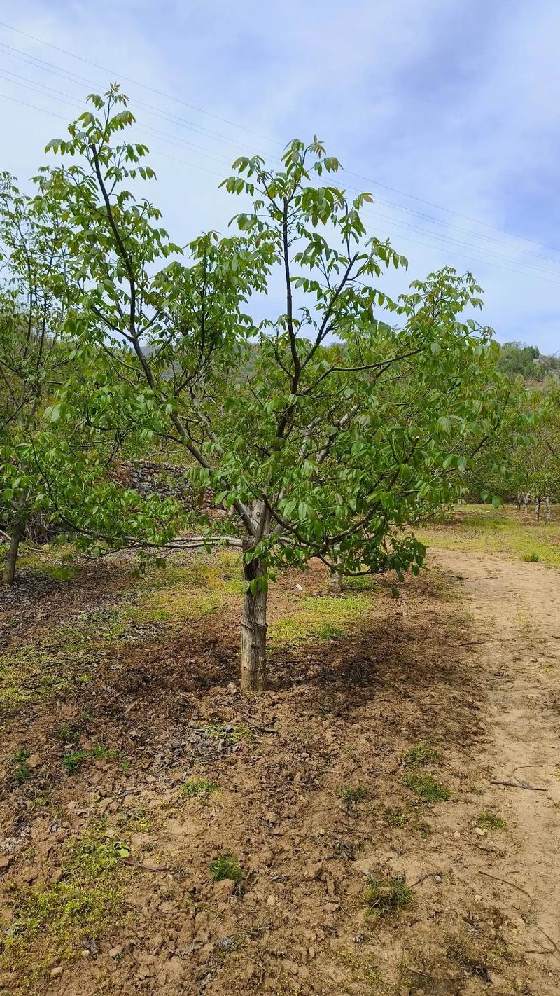 核桃树怎么种？核桃树怎么种会结果？-第3张图片-优品飞百科