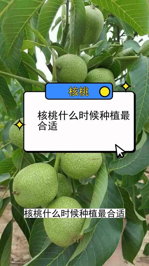 核桃树怎么种？核桃树怎么种会结果？-第4张图片-优品飞百科