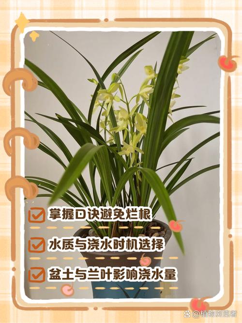 兰花浇水口诀，兰花浇水口诀一七三六？-第2张图片-优品飞百科