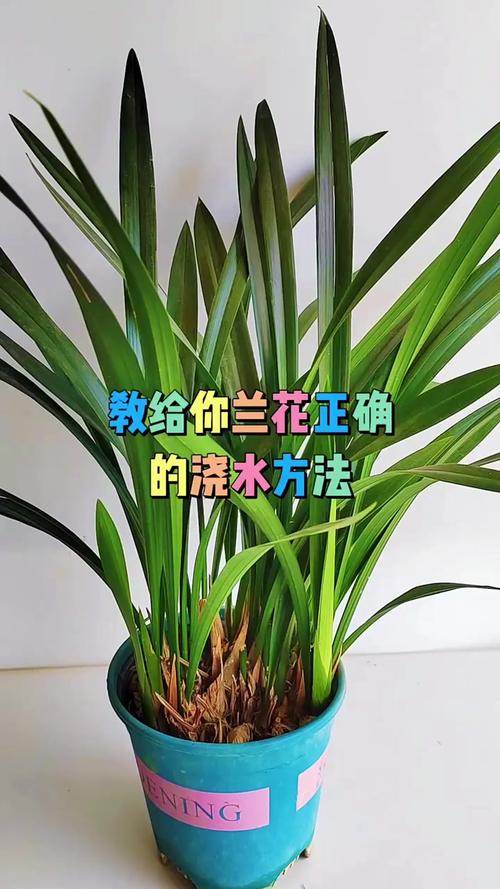 兰花浇水口诀，兰花浇水口诀一七三六？-第4张图片-优品飞百科