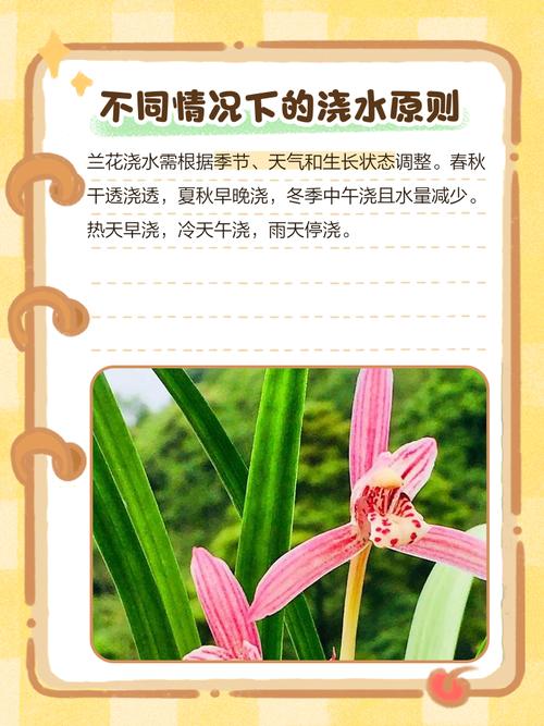 兰花浇水口诀，兰花浇水口诀一七三六？-第5张图片-优品飞百科
