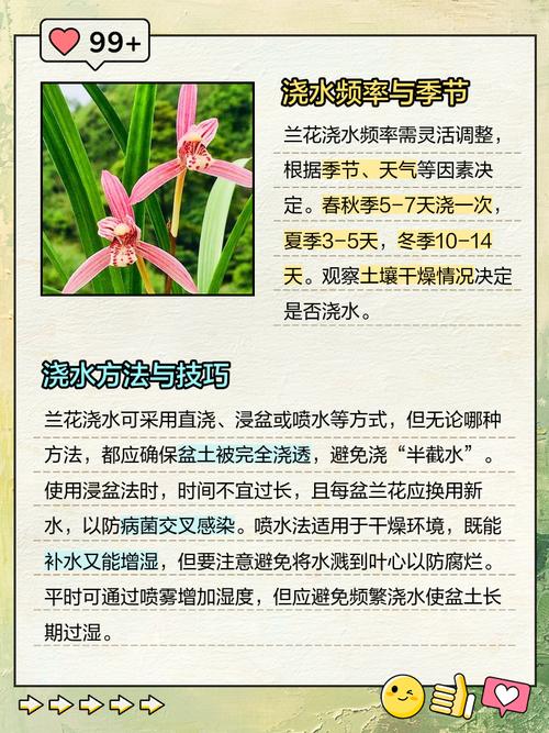 兰花浇水口诀，兰花浇水口诀一七三六？-第6张图片-优品飞百科