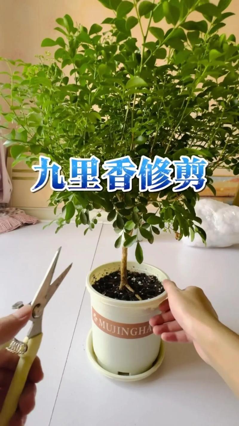 九里香树干怎么长粗，九里香树枝干枯