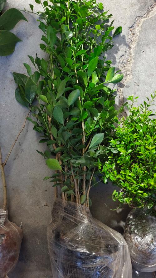 九里香树干怎么长粗，九里香树枝干枯-第3张图片-优品飞百科