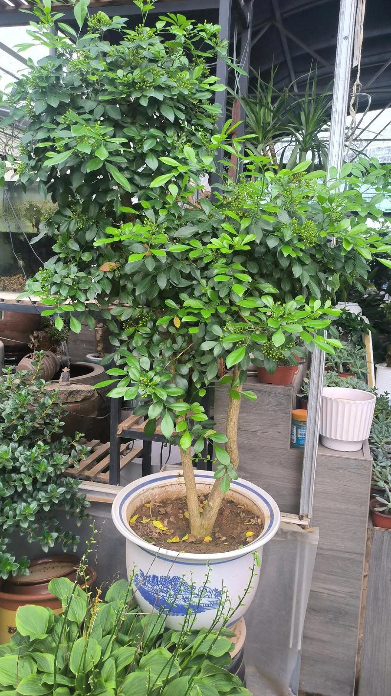 九里香树干怎么长粗，九里香树枝干枯-第4张图片-优品飞百科