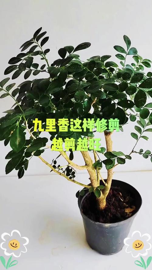 九里香树干怎么长粗，九里香树枝干枯-第5张图片-优品飞百科