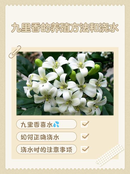 九里香树干怎么长粗，九里香树枝干枯-第6张图片-优品飞百科