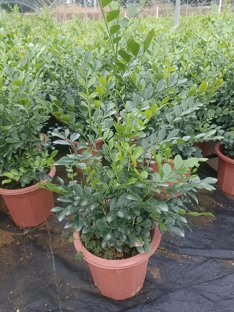 九里香树干怎么长粗，九里香树枝干枯-第7张图片-优品飞百科