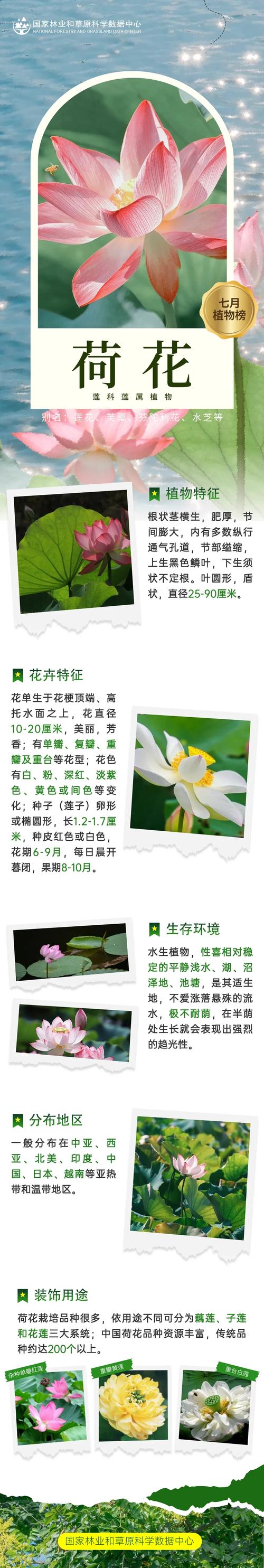 荷花开花后怎么办，荷花开了还会收起来吗-第1张图片-优品飞百科