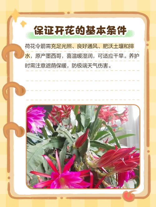 荷花开花后怎么办，荷花开了还会收起来吗-第2张图片-优品飞百科