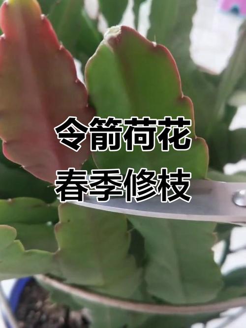 荷花开花后怎么办，荷花开了还会收起来吗-第3张图片-优品飞百科