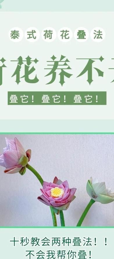 荷花开花后怎么办，荷花开了还会收起来吗-第4张图片-优品飞百科